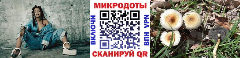 Псилоцибиновые грибы Psilocybe  Пласт 